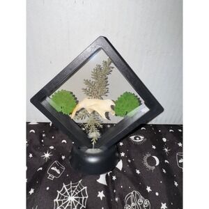 Muskrat jaw‎ floating frame taxidermy oddities art